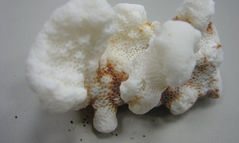 2014-3-5-124foto korál 7.jpg